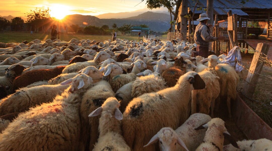 Following the Flock